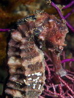 Jayakar's seahorse - <em>Hippocampus jayakari</em> Jayakar's Seepferdchen