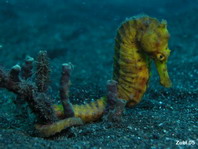 Kuda Seahorse (Spotted Seahorse) - <em>Hippocampus kuda</em> - Kuda Seepferdchen (Ästuar Seepferdchen)