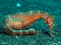 Manado Seahorse - Hippocampus manadensis - Manado Seepferdchen
