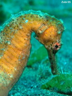 Manado Seahorse - Hippocampus manadensis - Manado Seepferdchen
