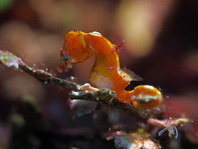 Pontohi Pygmy Seahorse - <em>Hippocampus pontohi</em> - Pontohi Pygmäen-Seepferdchen