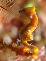Pontohi Pygmy Seahorse - <em>Hippocampus pontohi</em> - Pontohi Pygmäen-Seepferdchen