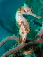 Half-spined Seahorse - <em>Hippocampus semispinosus</em> - Halbbedorntes Seepferdchen