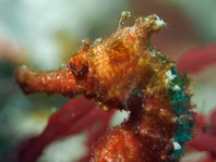 Half-spined Seahorse - <em>Hippocampus semispinosus</em> - Halbbedorntes Seepferdchen