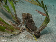Common Seahorse - <em>Hippocampus taeniopterus</em> - Gewöhnliches Seepferdchen
