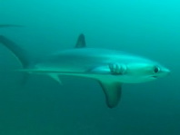 Common Thresher Shark - Alopias vulpinus - Gewöhnlicher Fuchshai