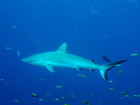 Gray Reefshark - Carcharhinus amblyrhynchos - Grauer Riffhai