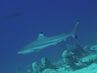 Blacktip Reefshark - Carcharhinus melanopterus - Schwarzspitzen Riffhai