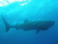 Whaleshark - Rhincodon typus - Walhai