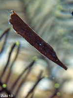 Juvenile Rigid Shrimpfish - <em>Centriscus scutatus</em> - Jungtier Steifer Schnepfenmesserfisch
