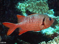 Bigscale Soldierfish - Myripristis berndti - Grossschuppen-Soldatenfisch