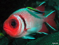 Blacktip Soldierfish (Spledid Soldierfish) - Myripristis botche - Schwarzflossen-Soldatenfisch