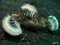 Spiny Devilfish - <em>Inimicus didactylus</em> - Finger-Teufelsfisch