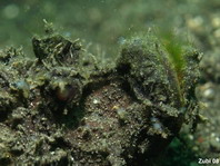 Spotted Devilfish (Chinese Stinger) - <em>Inimicus sinensis</em> - chinesischer Teufelsfisch