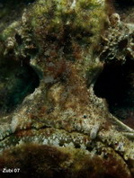 Estuarine Stonefish - <em>Synanceia horrida</em> - Warzen Steinfisch
