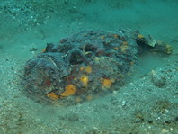 Reef Stonefish - <em>Synanceia verrucosa</em> - Echter Steinfisch