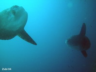 Ocean Sunfish - <em>Mola mola</em> - Ozeanischer Mondfisch