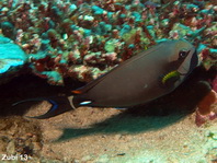 Palelipped Surgeonfish - Acanthurus leucocheilus - Weissklingen-Doktorfisch