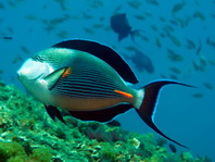 Sohal Surgeonfish - Acanthurus sohal - Arabischer Doktorfisch