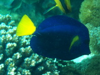 Yellowtail Surgeonfish - Zebrasoma xanthurum - Blauer Segelflosser