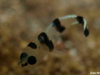 Juvenile Dotted Sweetlips - Plectorhinchus picus - Jungtier Schwarzweiss-Süsslippe 