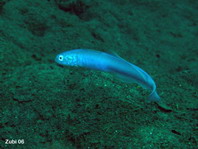 Stocky Tilefish - Hoplolatilus fronticinctus - Plumper Torpedobarsch