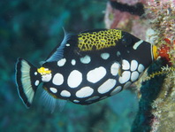 Juvenile Clown Triggerfish - <em>Balistoides conspicillum</em> - Leoparden Drückerfisch Jungtier 