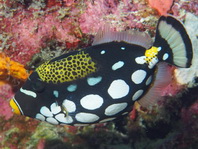 Clown Triggerfish - <em>Balistoides conspicillum</em> - Leoparden Drückerfisch