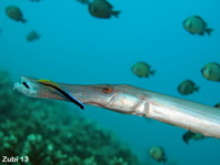 Chinese Trumpetfish getting cleaned - <em>Aulostomus chinensis</em> - Chinesischer Trompetenfisch wird geputzt