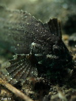Waspfish - Ablabys sp - Stirnflosser