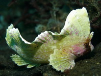 Spiny Waspfish (Indian Ocean Waspish) - <em>Ablabys macracanthus</em> - Schaukel-Stirnflosser