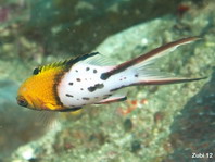 Lyretail Hogfish - Bodianus anthioides - Herzog-Schweinslippfisch