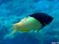 Blackbelt Hogfish (Mesothorax Hogfish) - Bodianus mesothorax - Schwarzkeil Schweinslippfisch