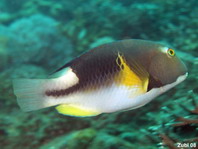 Anchor Tuskfish (Wrasse) - Choerodon anchorago - Anker-Zahnlippfisch