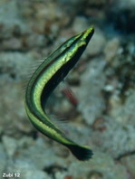 Ring Wrasse - Hologymnosus annulatus - Gestreifter Hecht-Lippfisch