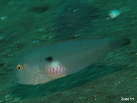 Fivefinger Razorfish - Iniistius pentadactylus (Xyrichtys pentadactylus) - Rottüpfel Schermesserfisch