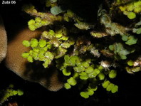 Green Algae - Chlorophyta - Grünalgen