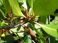 Mangroves - Mangroven