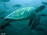 Green Sea Turtle - Chelonia mydas - Suppenschildkröte