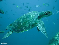 Green Sea Turtle - Chelonia mydas - Suppenschildkröte