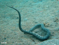 Sea Snake - Enhydrina schistosa - Seeschlange