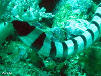 Banded Sea Snake / Yellow-lipped Sea Krait - Laticauda colubrina - Gelblippen Seeschlange