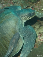 Olive Ridley turtle - Lepidochelys olivacea - Gewöhnliche Bastardschildkröte 