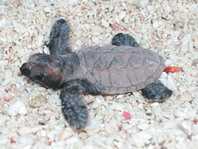 green turtle baby - Schildkröten-Baby von grüner Schildkröte