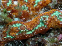 Sea Squirt - Botryllus leptus - Mäander-Seescheide 