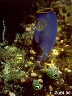 Blue Sea Squirt - Clavelina caerulea - Blaue Seescheide 