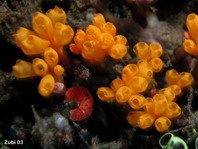 Sea Squirt  / Tunicates / Ascidians - Seescheide 