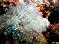 Sea Squirt  / Tunicates / Ascidians - Seescheide 