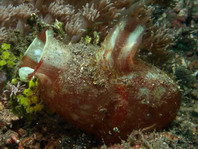 Sea Squirt - Herdmania momus - Seescheide
