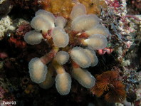 Stalked Ascidian (Grape Tunicate) - Nephteis sp1 - Pilz-Seescheide